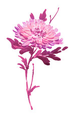 Ink illustration of blooming flower, chrysanthemum. Sumi-e, u-sin, gohua painting stile, colored in pink and purple colors. Silhouette made up of brush strokes isolated on white background.