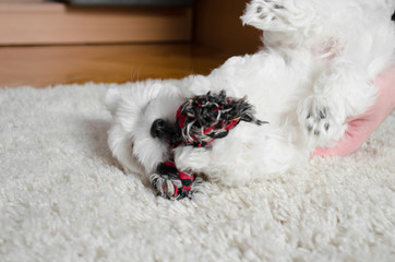 Cute little white puppy playing with a toy on a carpet