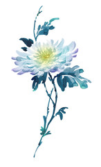 Ink illustration of flower, blooming chrysanthemum. Sumi-e, u-sin, gohua painting stile colored in shades of blue with yellow. Silhouette made up of brush strokes isolated on white background.