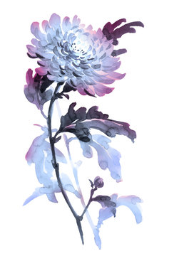 Ink illustration of flower chrysanthemum. Sumi-e, u-sin, gohua painting stile, colored with blue and violet colors. Silhouette made up of brush strokes isolated on white background.