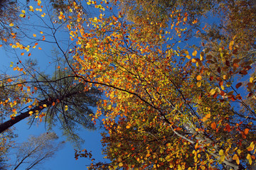 Herbstblätter im Himmel.1