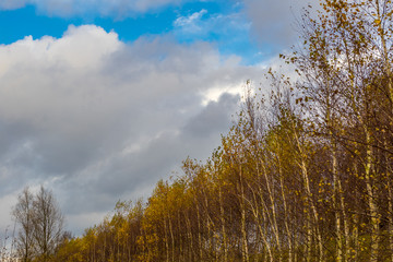 Herbst Bäume im Park