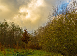 Obraz na płótnie Canvas Herbst Bäume im Park