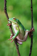 Crédence de cuisine en verre imprimé Grenouille Tree frog on branch