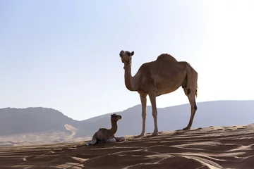 Papier Peint photo autocollant Chameau Camel with Calf in sand dunes