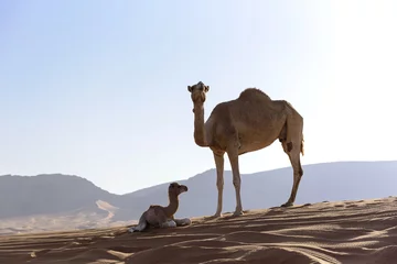 Papier Peint photo Lavable Chameau Camel with Calf in sand dunes