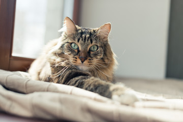 Grey cat lying on bed