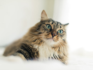 Grey cat lying on bed