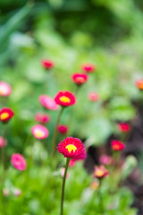Group of bright purple daisy flowers in springtime