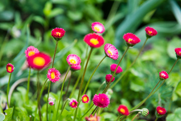 Group of bright purple daisy flowers in springtime