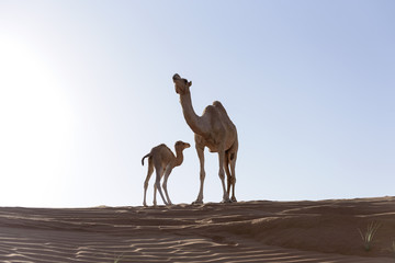 Camel with Calf in sand Dunes