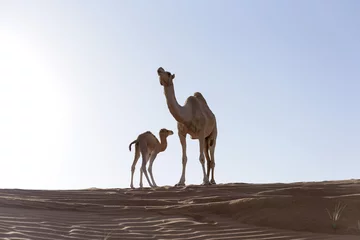 Papier Peint photo autocollant Chameau Camel with Calf in sand Dunes