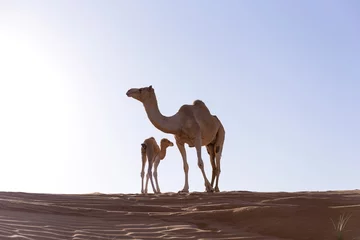 Fototapete Kamel Camel with Calf in sand Dunes