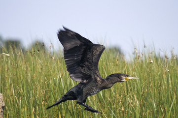 Storskarv i flukt, Skeppevik.