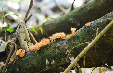 eyelash cup mushroom batch grow up on timber in the forest
