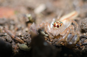 There are several spider eye color has many eye Details of spider legs. Waiting to prey on nests.