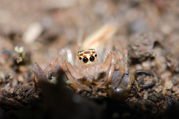 There are several spider eye color has many eye Details of spider legs. Waiting to prey on nests.