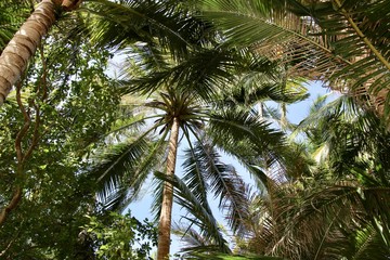 Obraz premium Sun streaming through pam trees