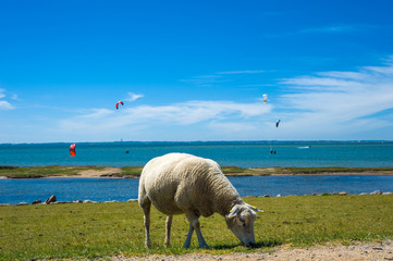 Am Hochwasserdamm in Lemkenhafen auf Fehmarn