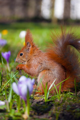 Naklejka na ściany i meble Cute little squirrel on the meadow with flowers