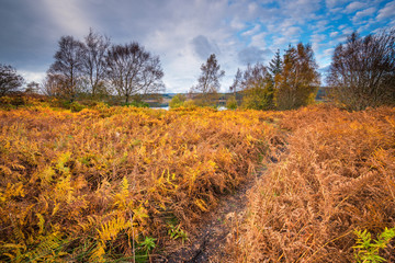 Naklejka premium Autumn bracken on shore of Kielder Water, Northumberland, which is the largest man made lake in Northern Europe. The reservoir sits in the North Tyne Valley with the river flowing through it