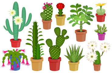 Vector illustration cactus.