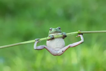 Printed kitchen splashbacks Frog Javan tree frog