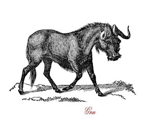 Wildebeest or gnu is a nomadic game species native from Africa, herbivore, horned and with broad muzzle.