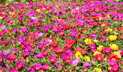 Colorful Flowers Background.