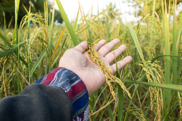 hand tenderly touching a young rice in the paddy field light effect