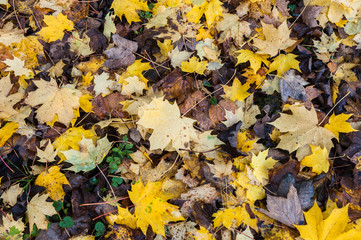 colourful autumn leaf forest floor background