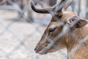 Deer in a cage