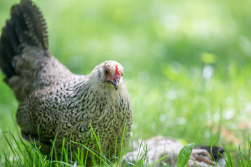 Hen and chicks