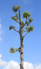 tree against blue sky background