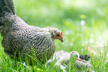 Hen and chicks