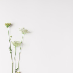 White flowers arranged on bright background.