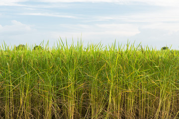 Jasmine rice field in Thailand