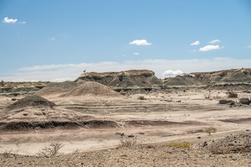 Guanako im Ischigualasto Provincial Park, Ruta 40, Argentinien