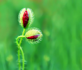 red poppies buds are just beginning to open, symbolic woven together on a beautiful green background. flowers hugs like a couple in love
