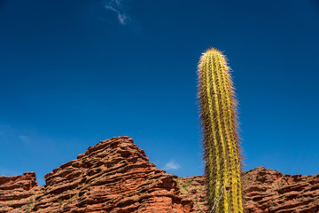 Kakteen an der Routa 40