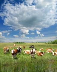 Cows grazing on a green summer meadow