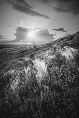 The valley of feather grass. Black and white