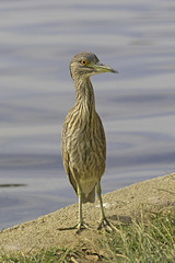 Bird night heron on banks of Los Angeles area lake