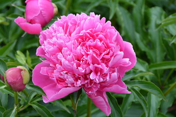 Bright pink peony flower in the garden 