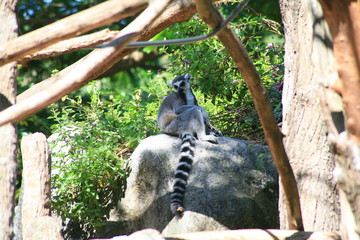 Ring tailed lemur © pattamod