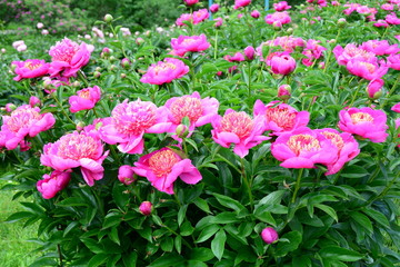 Many bright blooming white peony flower in spring