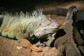 Green iguana / Common iguana