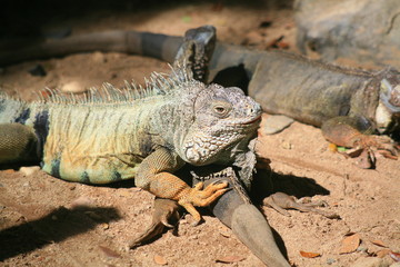 Green iguana / Common iguana