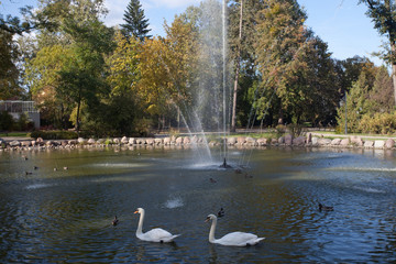 Fontanna ze stawikiem i pływającymi łabędziami w Parku Zdrojowym, Ciechocinek, Polska 