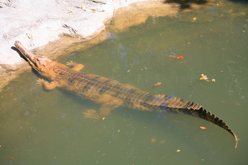 gavial